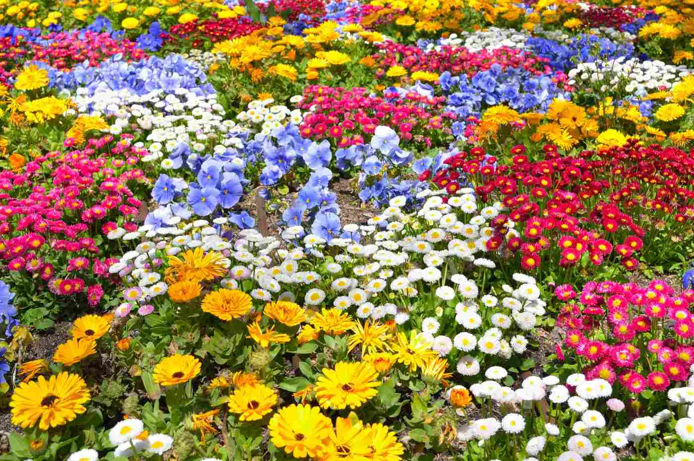 jardim-com-flores-diversas-Foto-Canva1.jpg